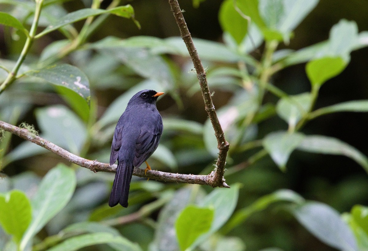 Black-faced Solitaire - ML641634865