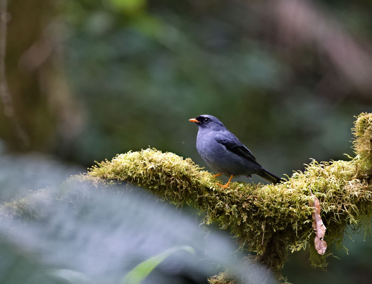 Black-faced Solitaire - ML641634867