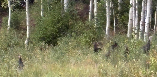 Wild Turkey - ML641634877