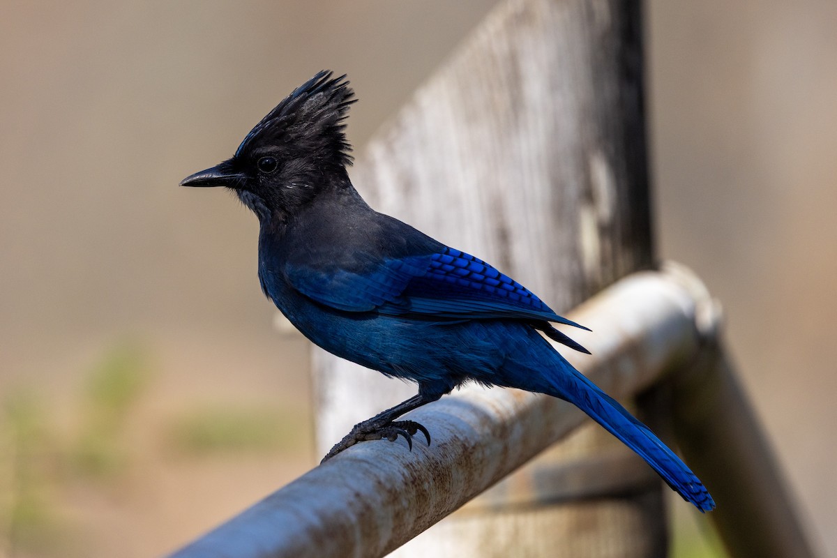 Steller's Jay - ML641634902