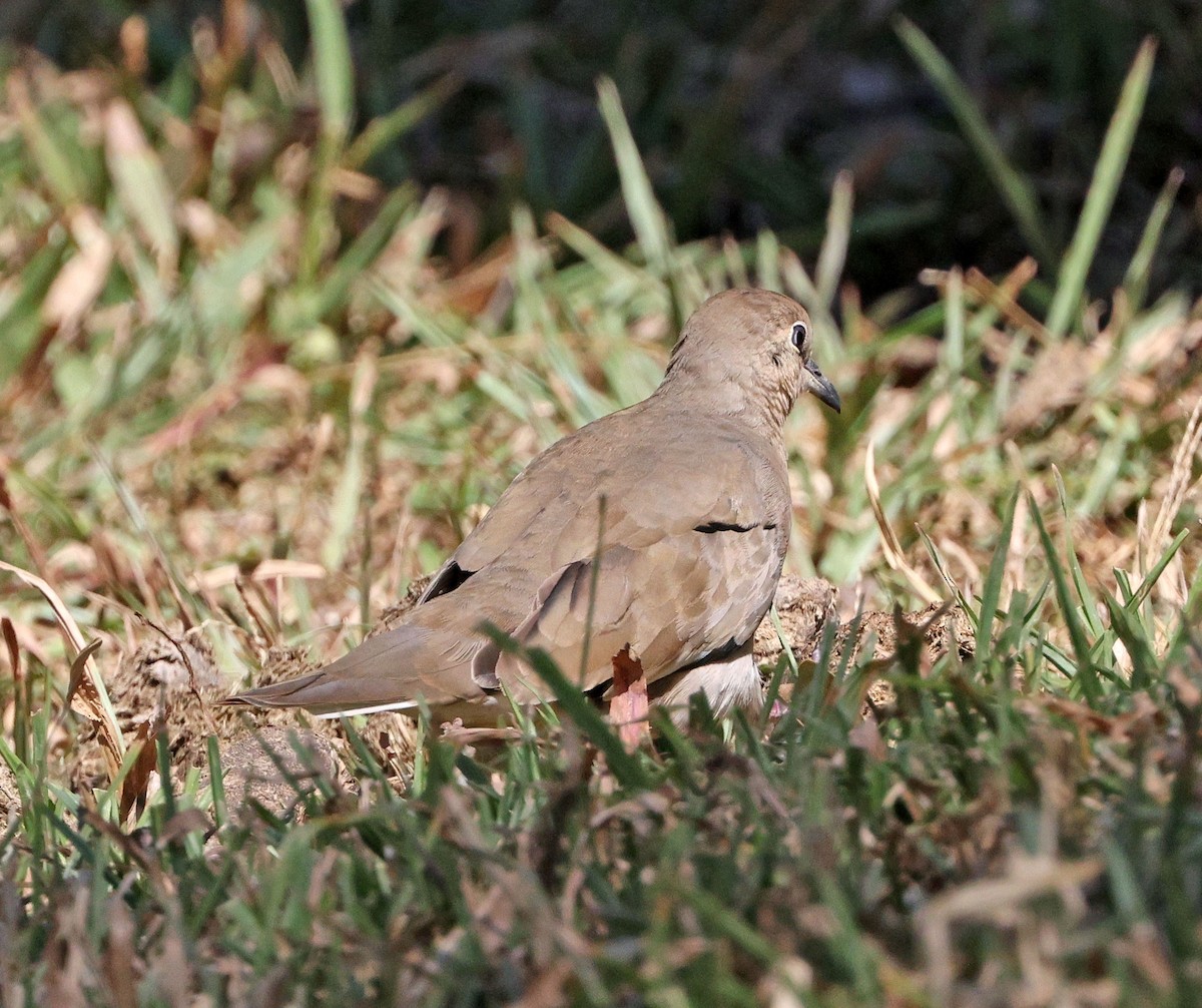 Picui Ground Dove - ML641634916