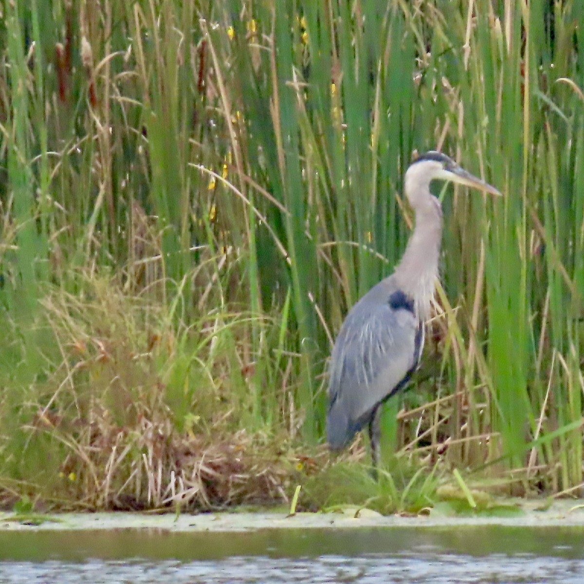 Great Blue Heron - ML641634930