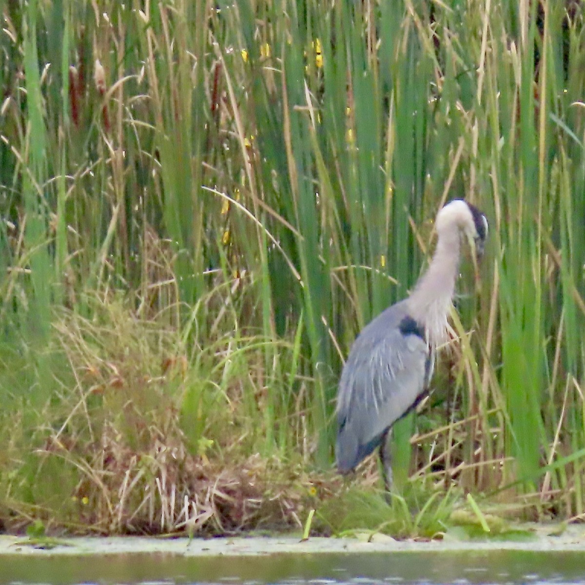 Great Blue Heron - ML641634931