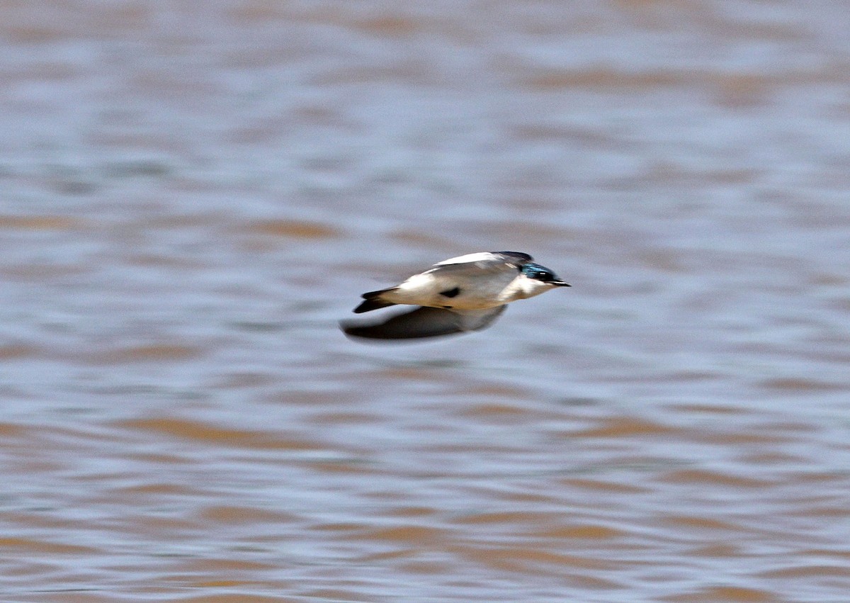 White-winged Swallow - ML641634995