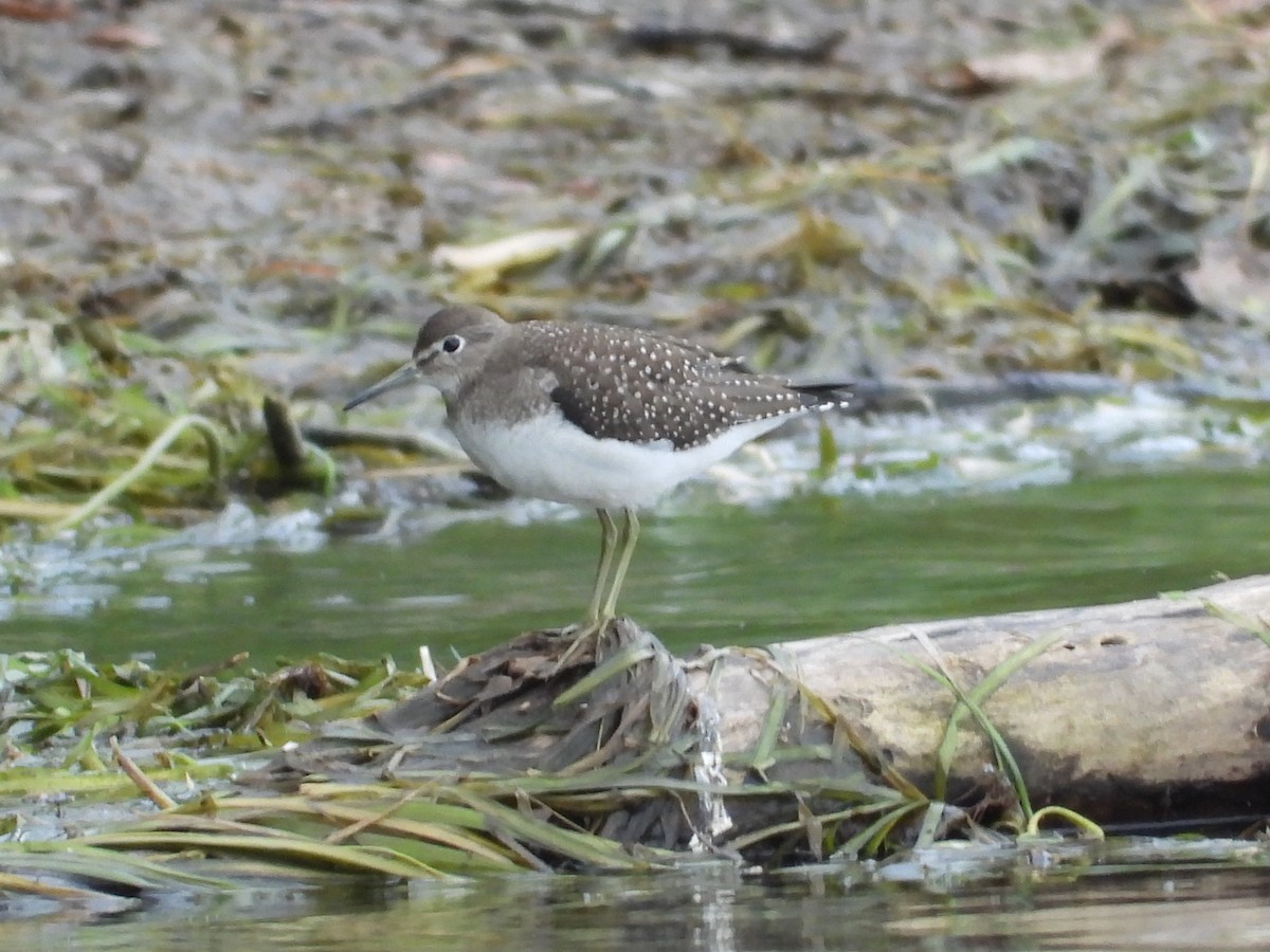 Solitary Sandpiper - ML641635009