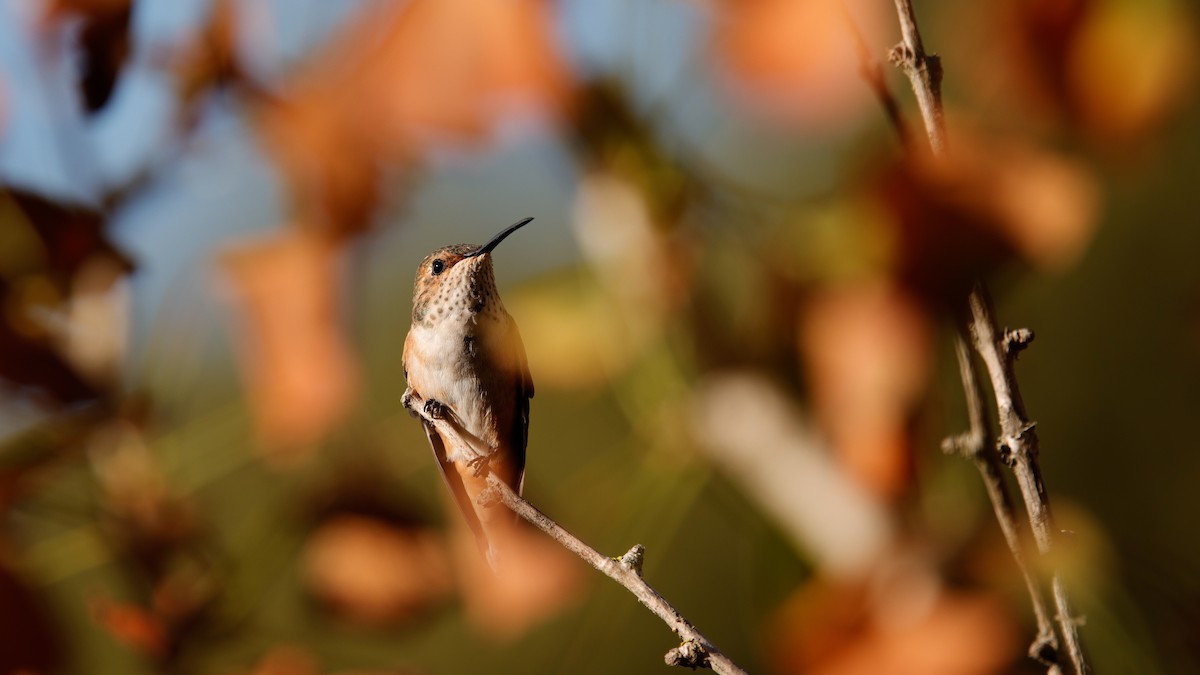 Allen's Hummingbird - ML641635022