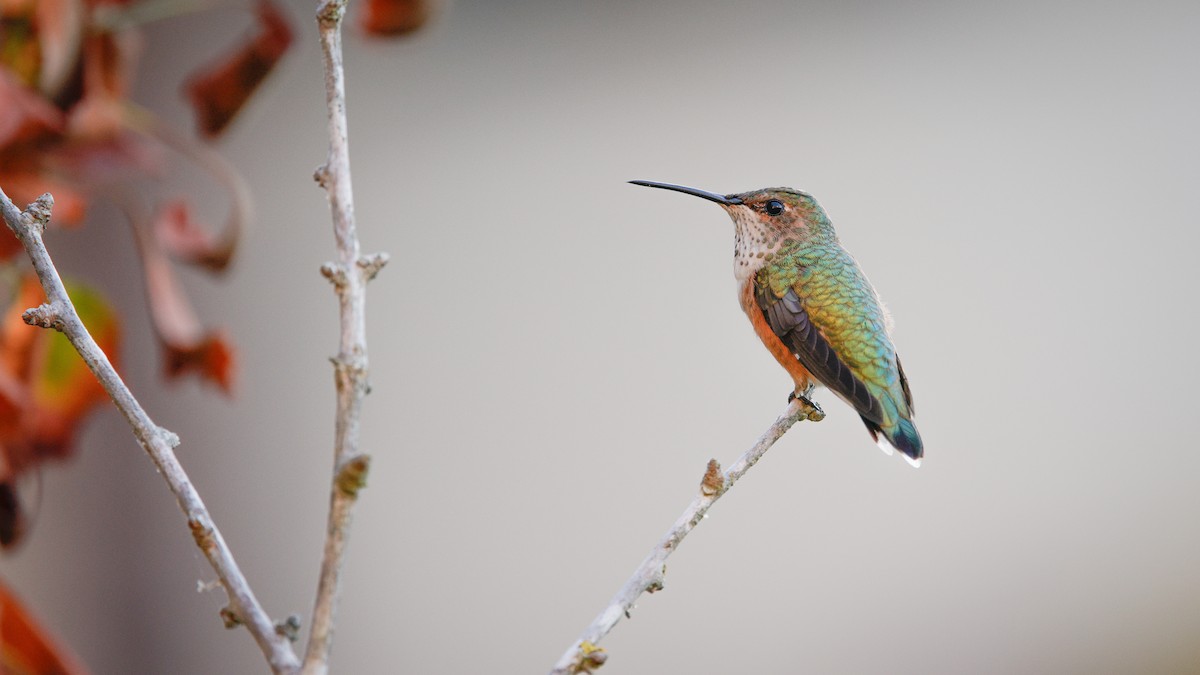 Allen's Hummingbird - ML641635023