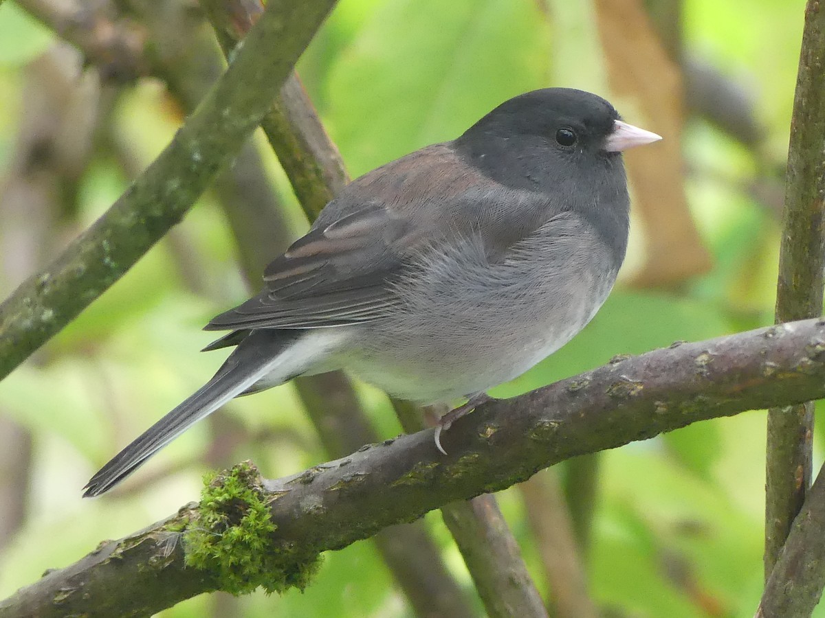 vinterjunko (cismontanus) - ML641635048