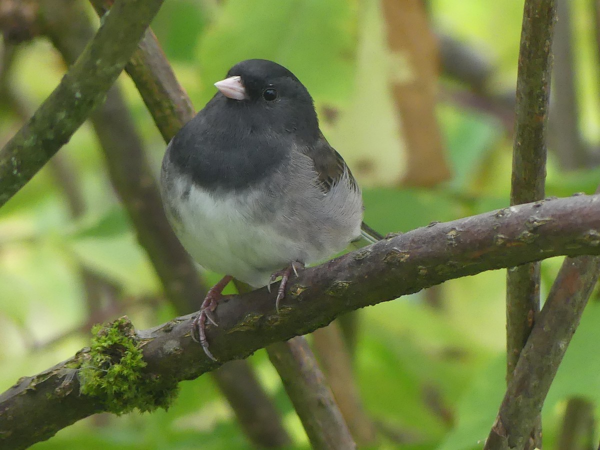 vinterjunko (cismontanus) - ML641635065