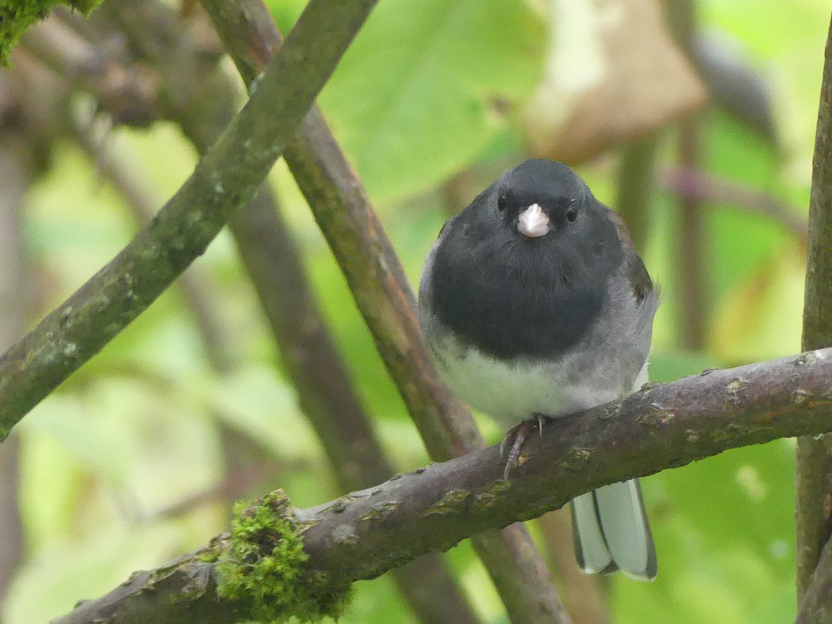 vinterjunko (cismontanus) - ML641635068