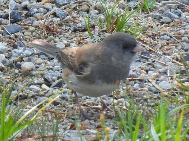 Dark-eyed Junco - ML641635075