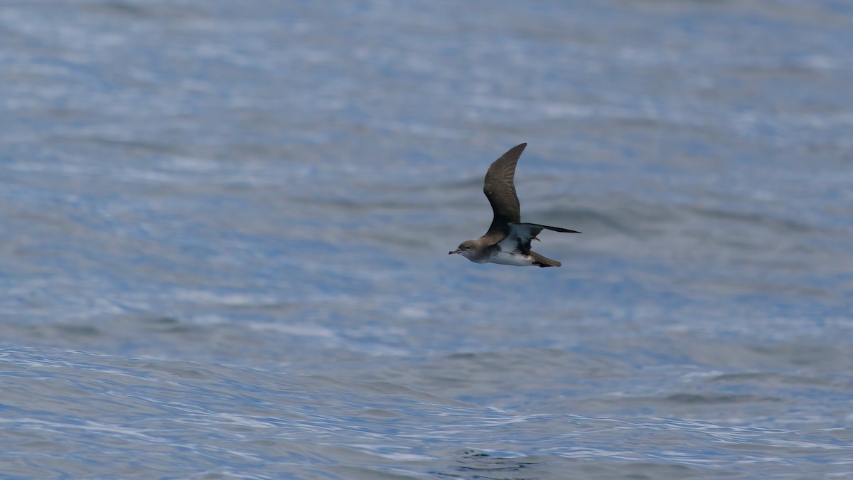 Black-vented Shearwater - ML641635093