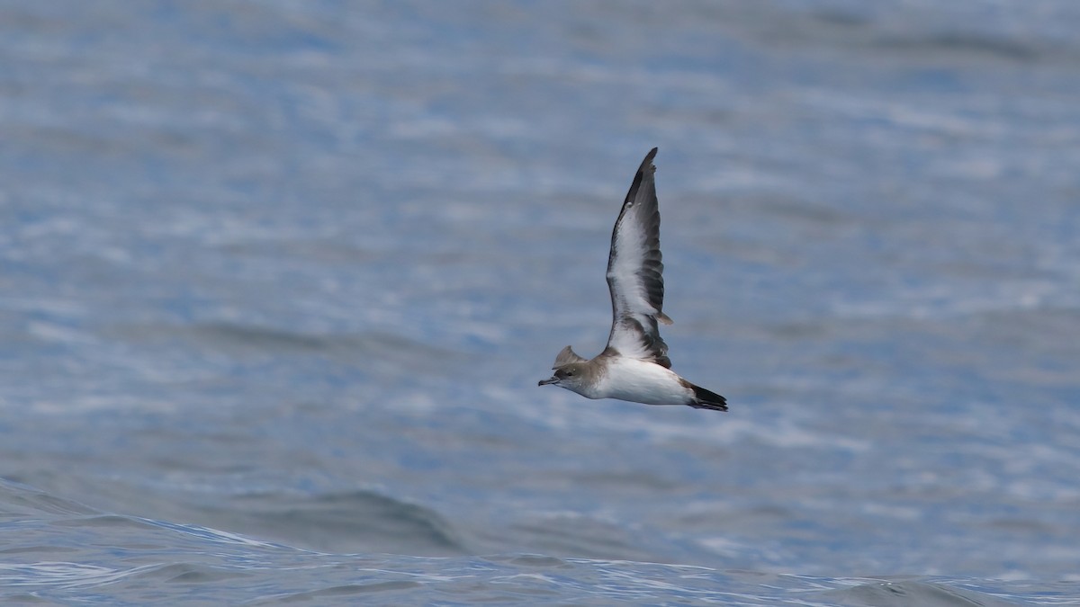 Black-vented Shearwater - ML641635094