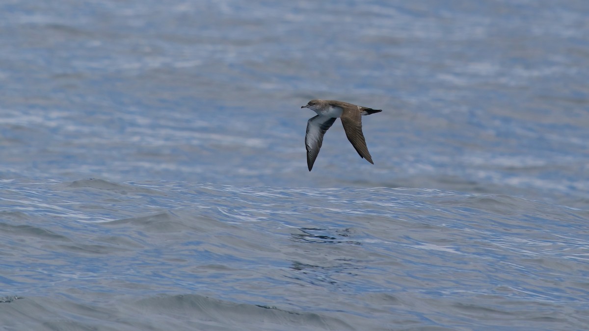 Black-vented Shearwater - ML641635095