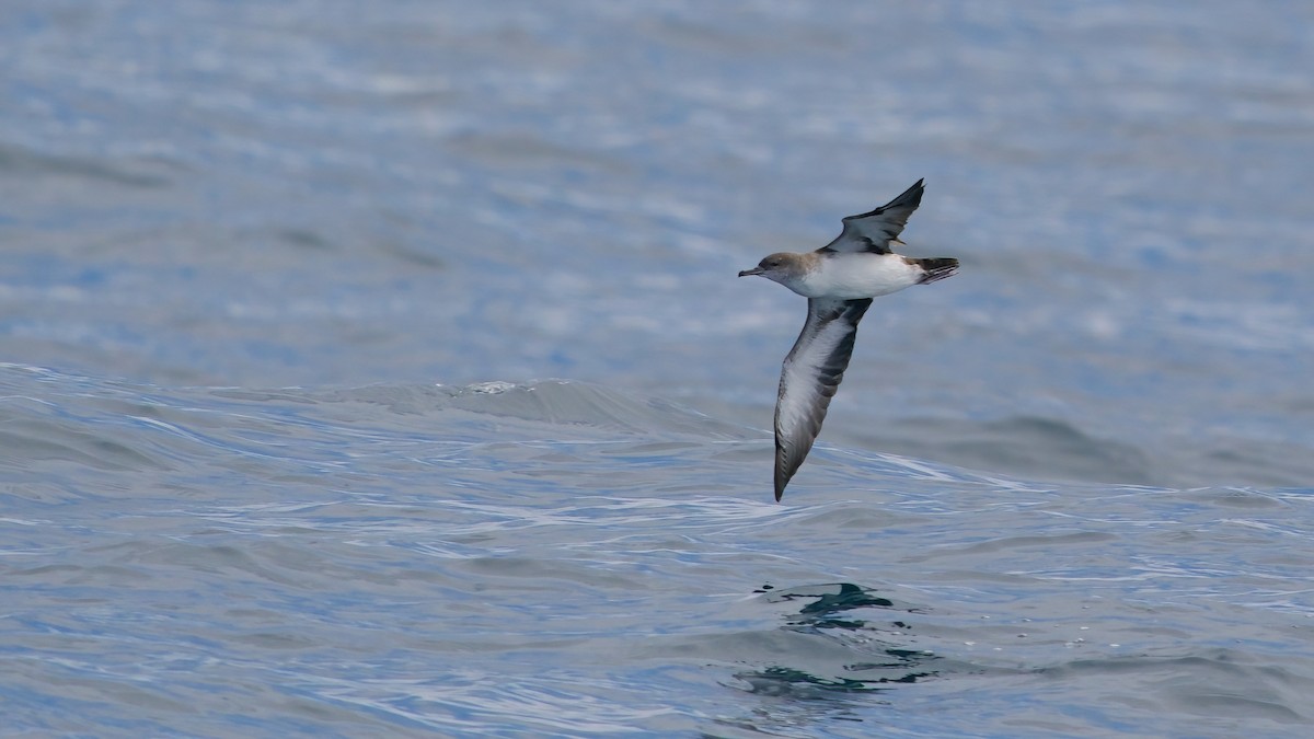 Black-vented Shearwater - ML641635096