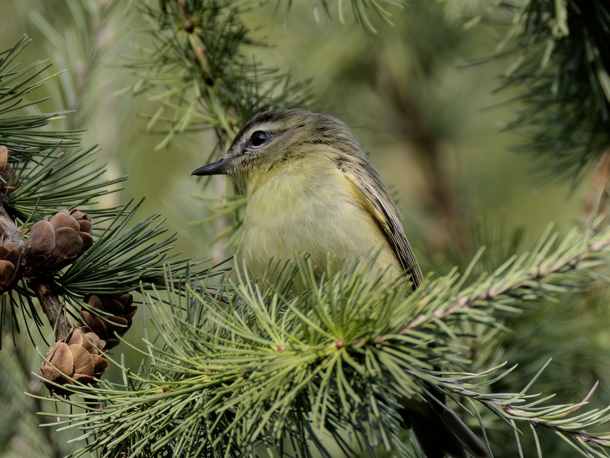 Philadelphia Vireo - ML641635112