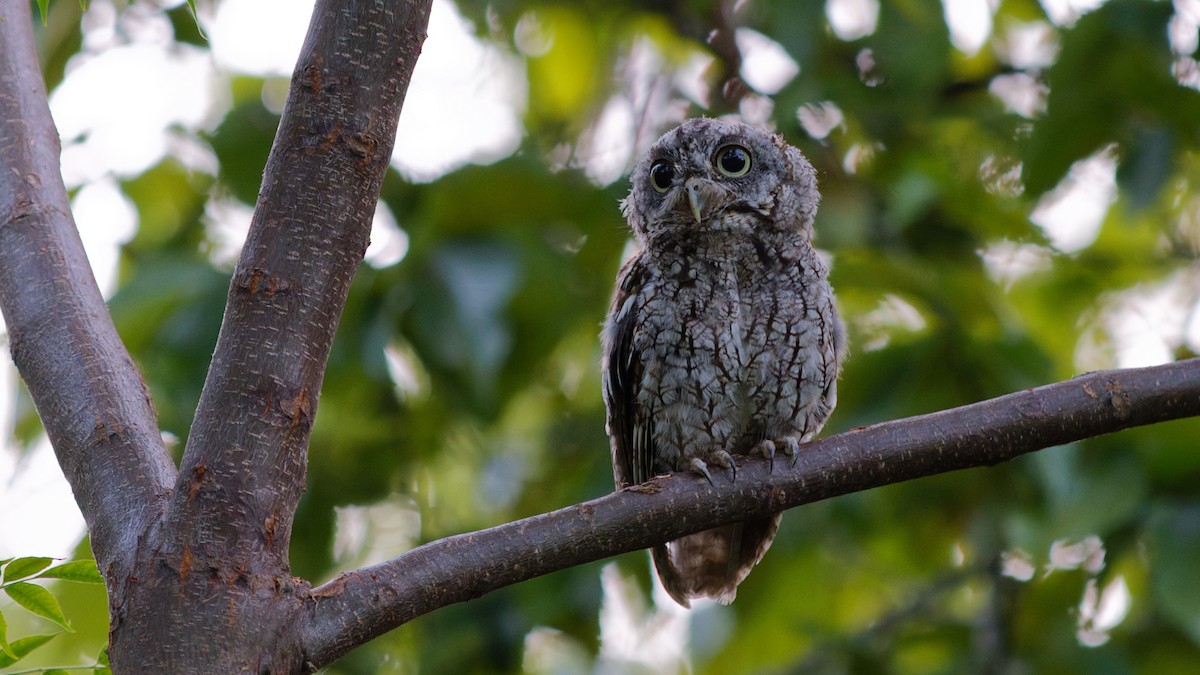 Eastern Screech-Owl - ML641635196