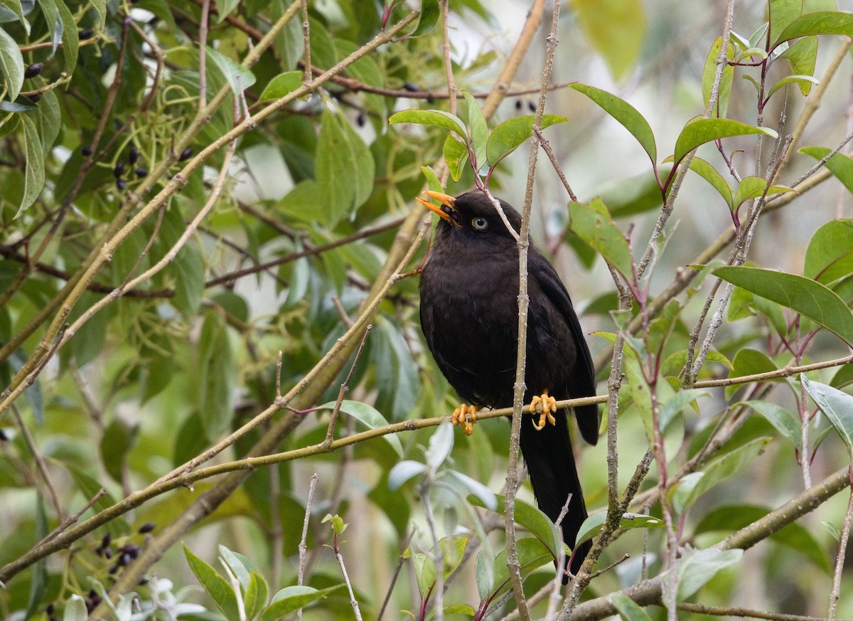 Sooty Thrush - ML641635216