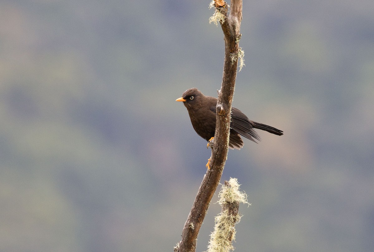 Sooty Thrush - ML641635218