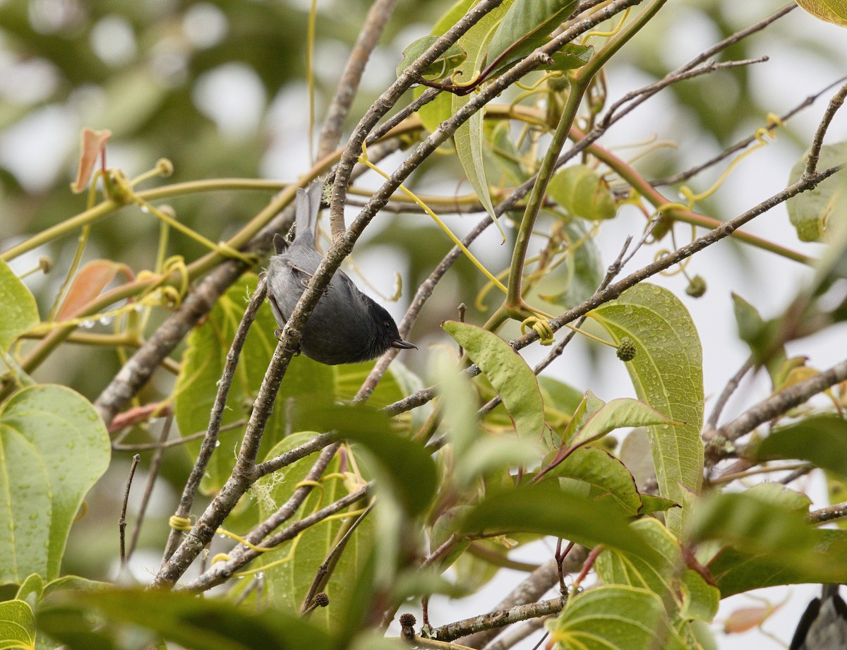 Slaty Flowerpiercer - ML641635231