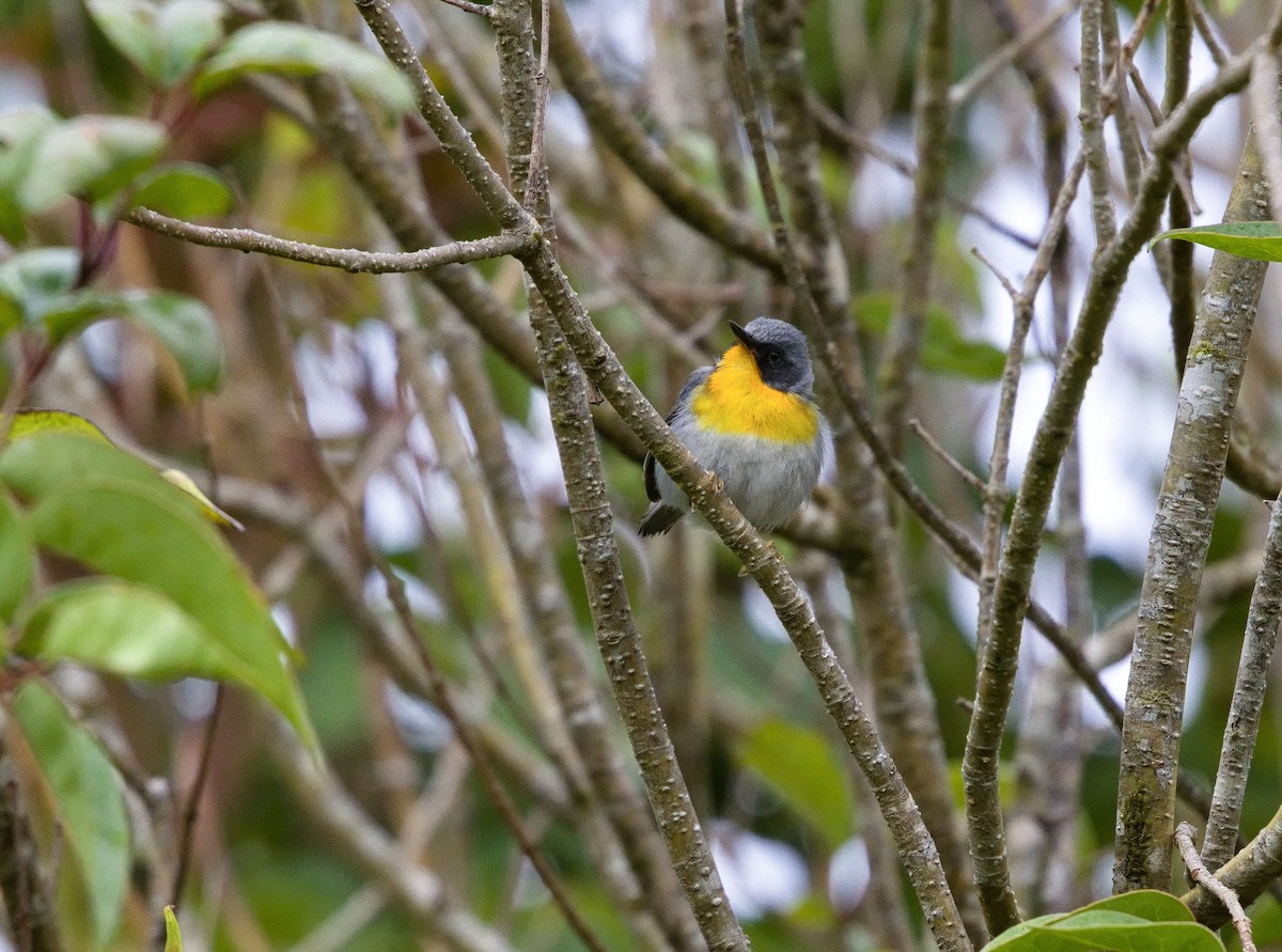 flammeparula - ML641635233