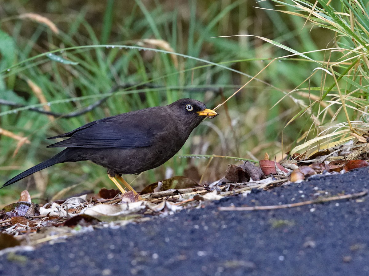 Sooty Thrush - ML641635236