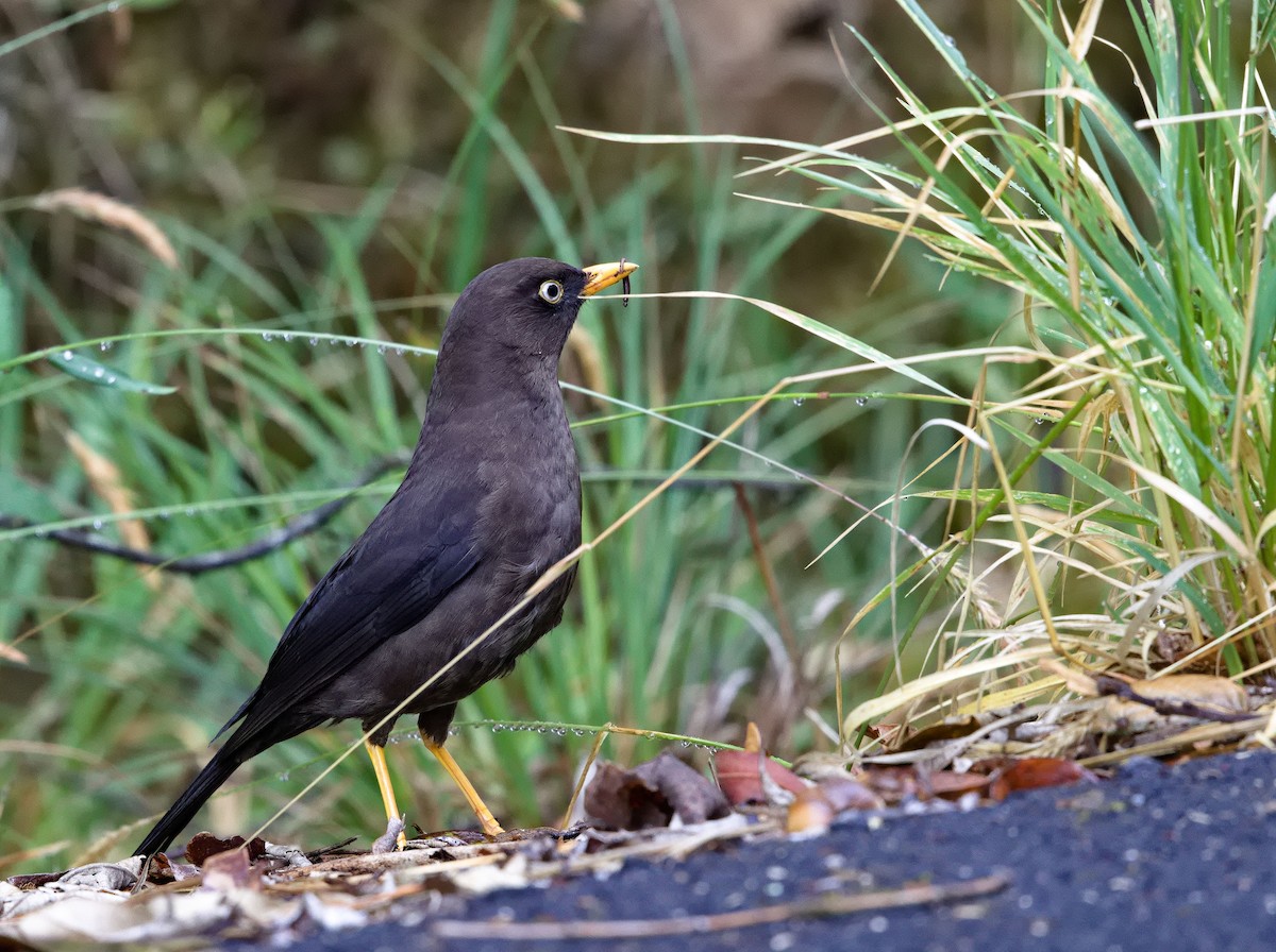 Sooty Thrush - ML641635237