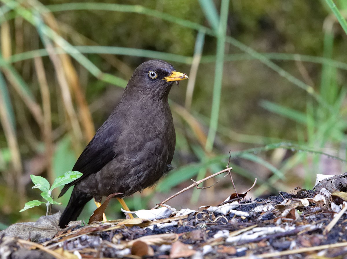 Sooty Thrush - ML641635240