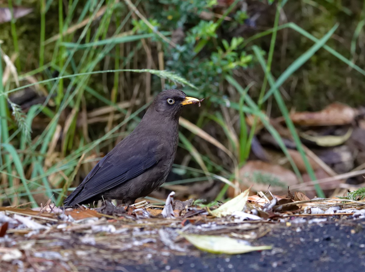 Sooty Thrush - ML641635243