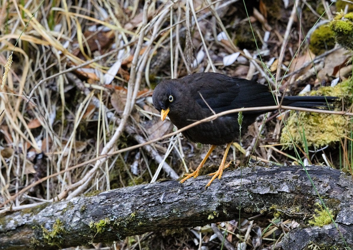 Sooty Thrush - ML641635255