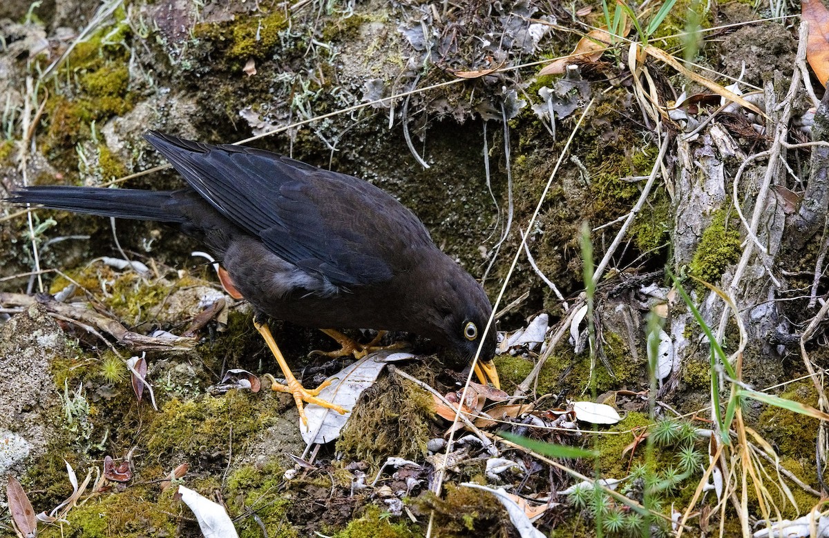 Sooty Thrush - ML641635257