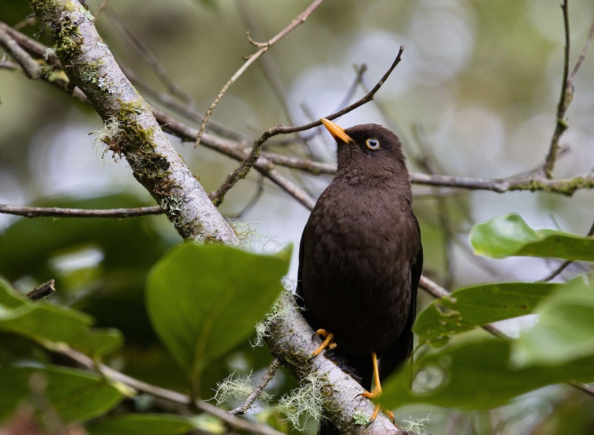Sooty Thrush - ML641635281