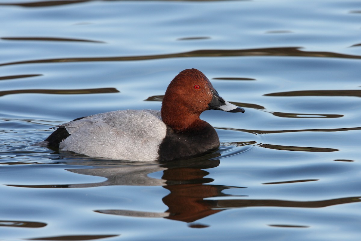 Common Pochard - ML64163531