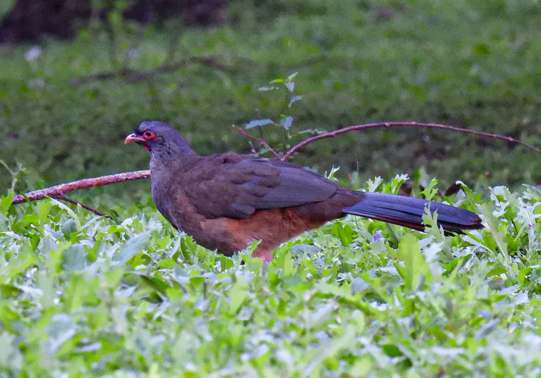 Chaco Chachalaca - ML641635359