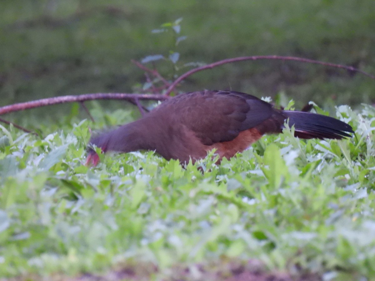Chaco Chachalaca - ML641635362