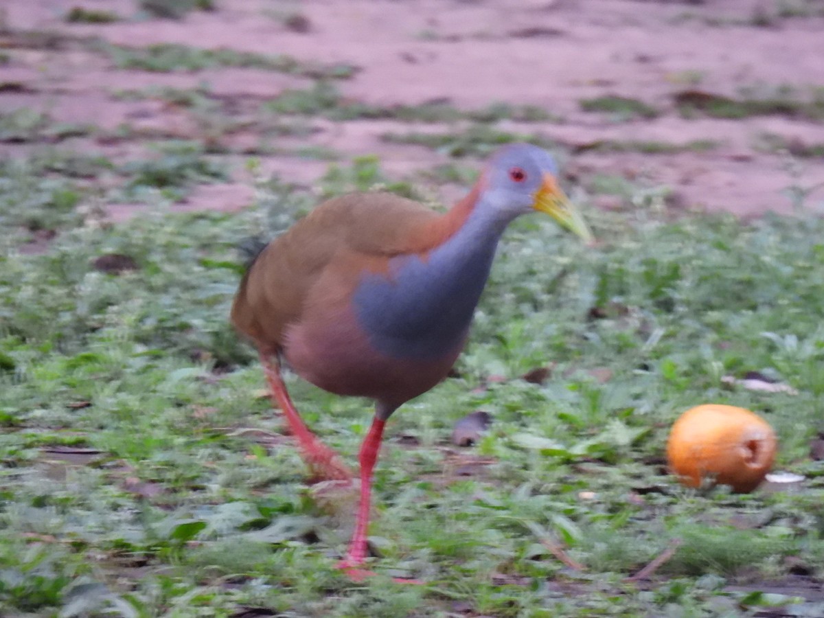 Giant Wood-Rail - ML641635387