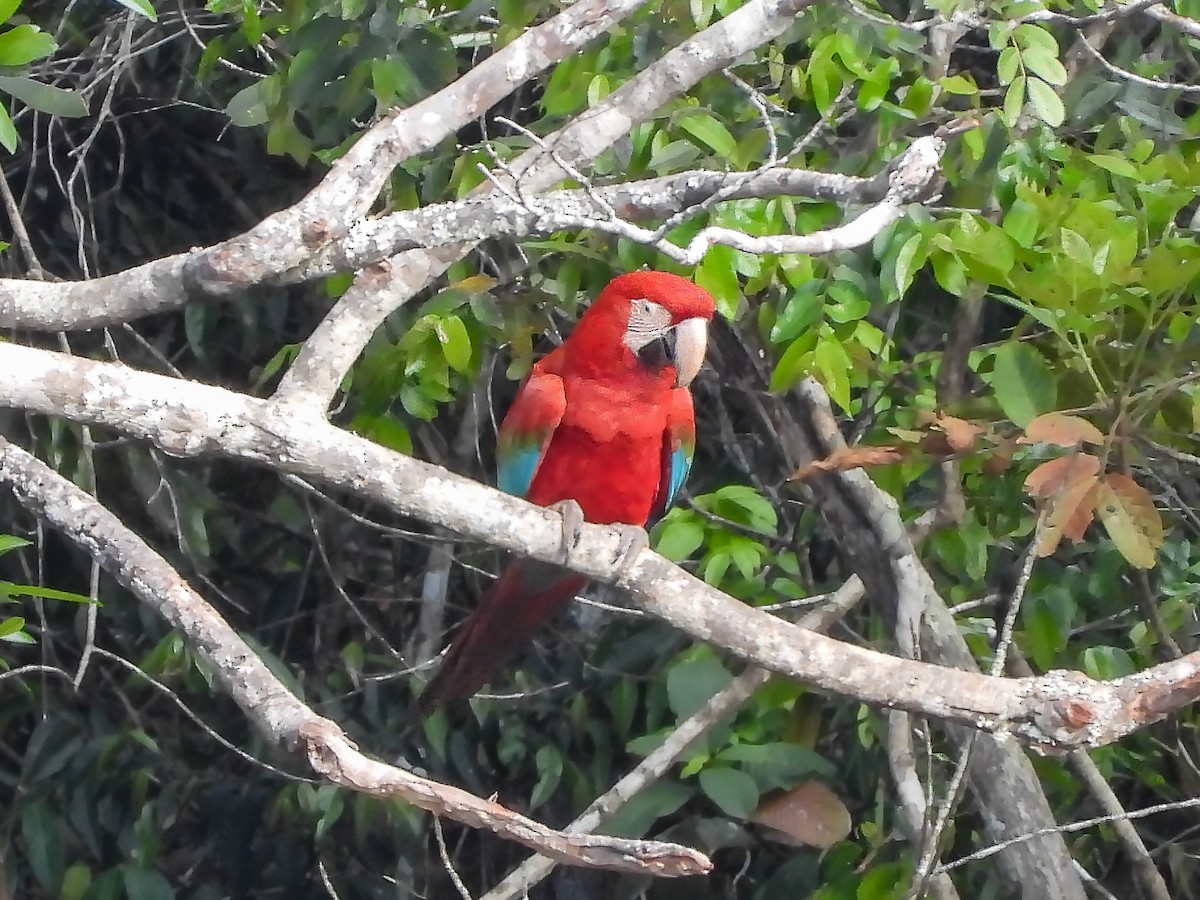 Red-and-green Macaw - ML641635416