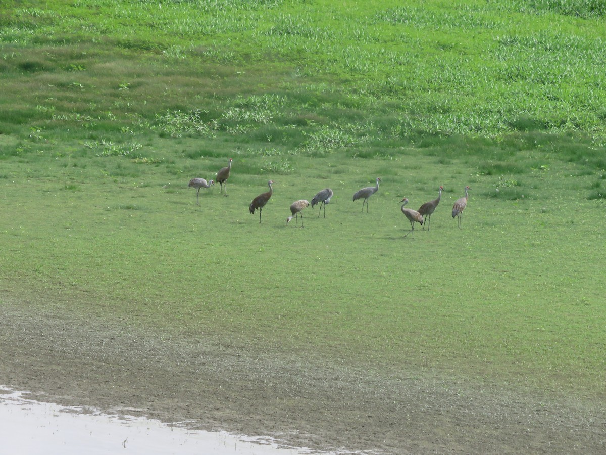 Sandhill Crane - ML641635423