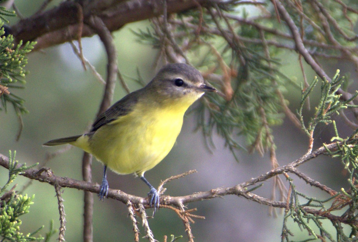 Philadelphia Vireo - ML641635425