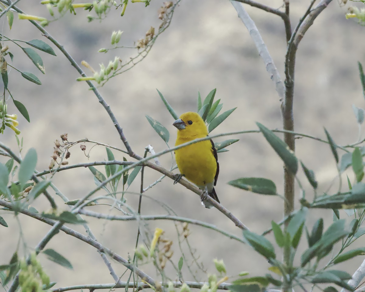 Golden Grosbeak - ML641635441