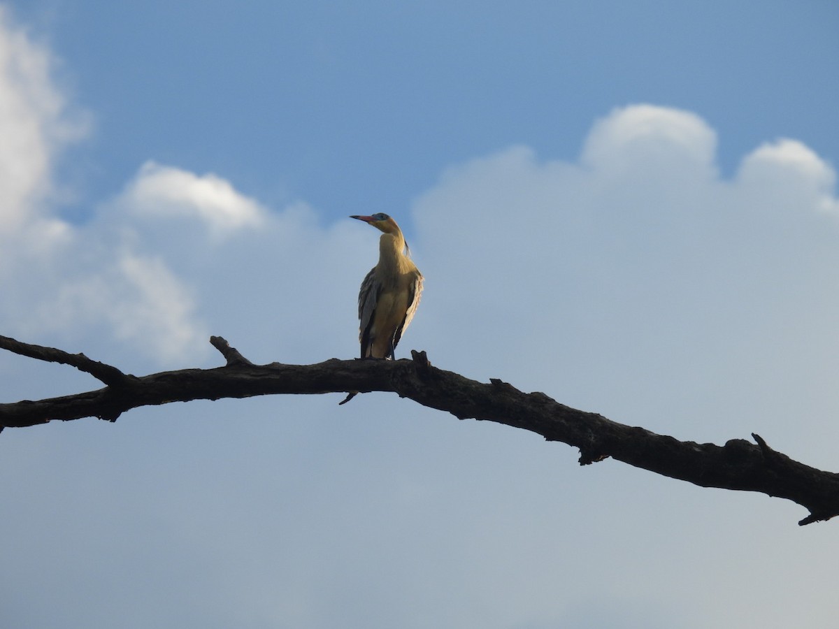 Whistling Heron - ML641635465