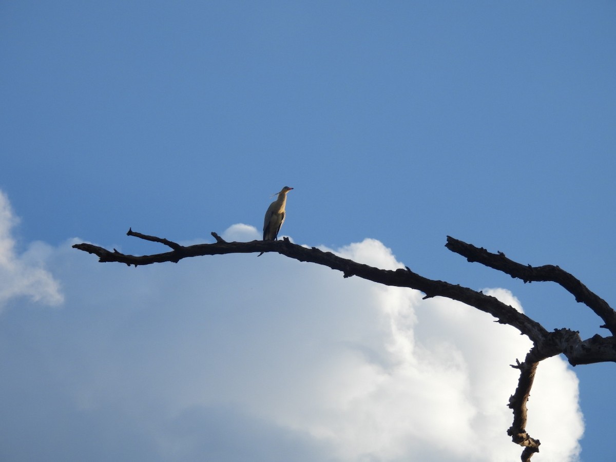 Whistling Heron - ML641635466