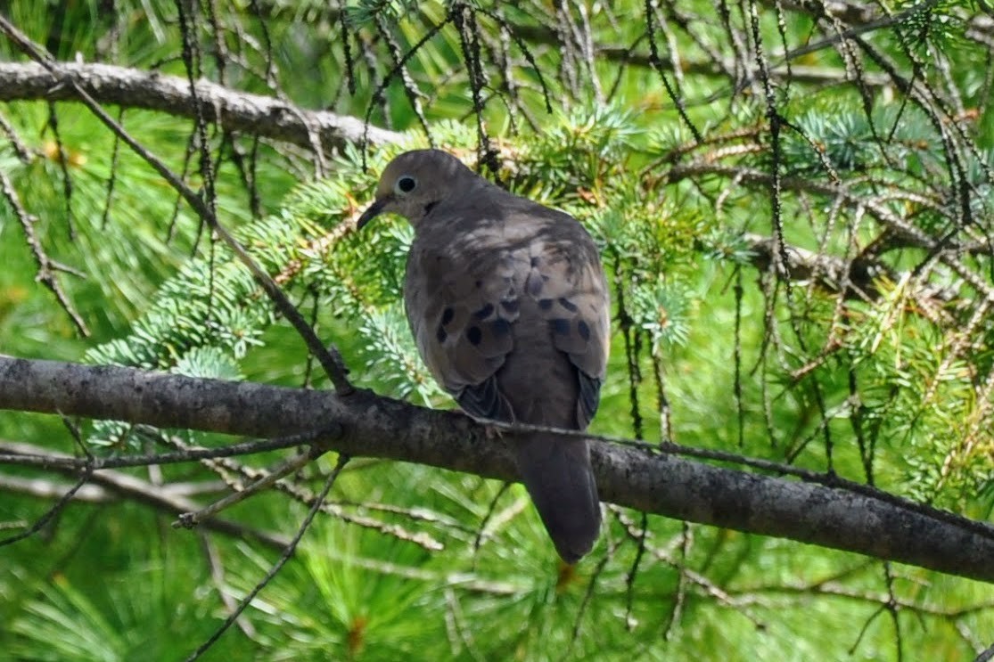 Mourning Dove - ML641635477