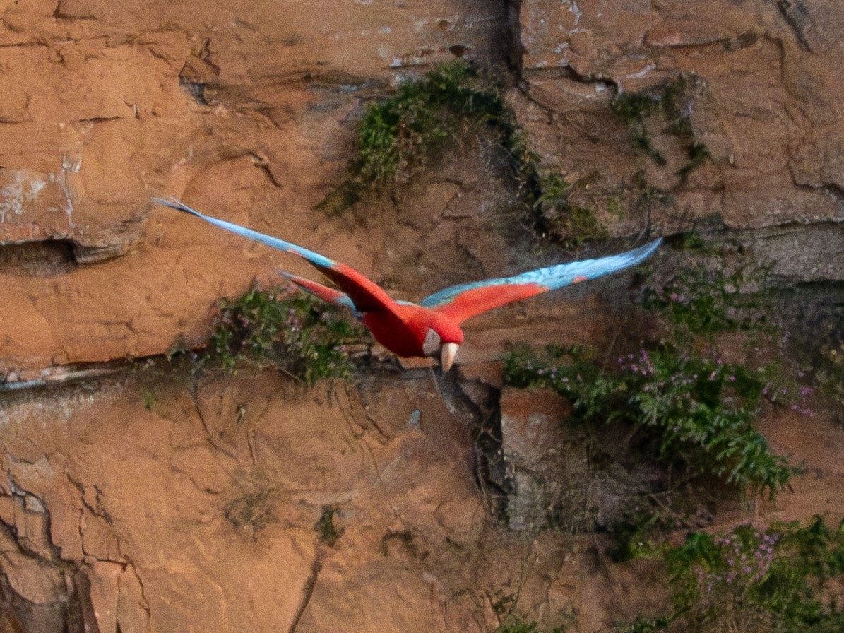 Red-and-green Macaw - ML641635485