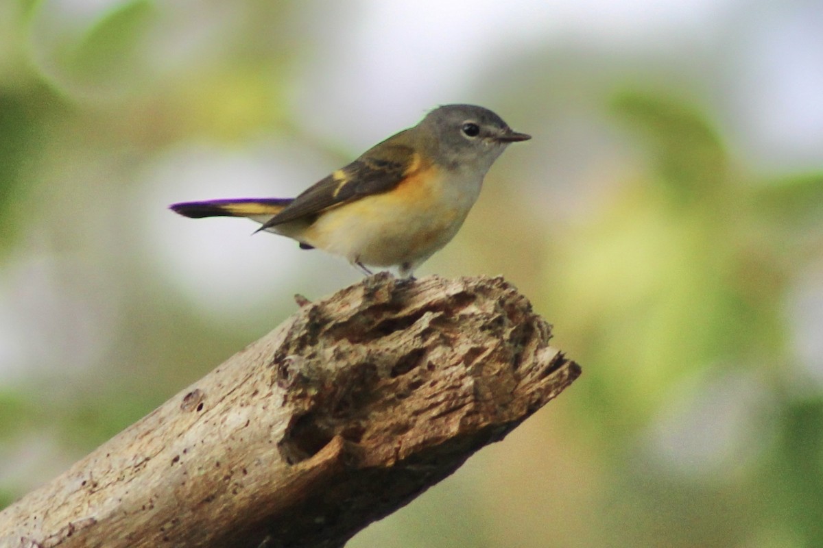 American Redstart - ML641635489