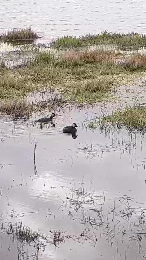 White-tufted Grebe - ML641635510