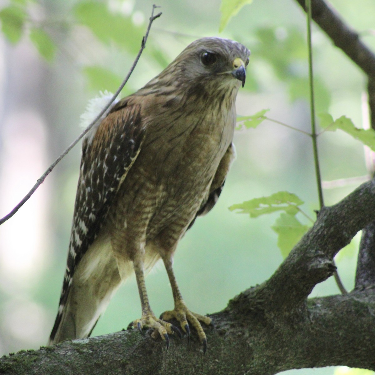 Red-shouldered Hawk - ML641635546