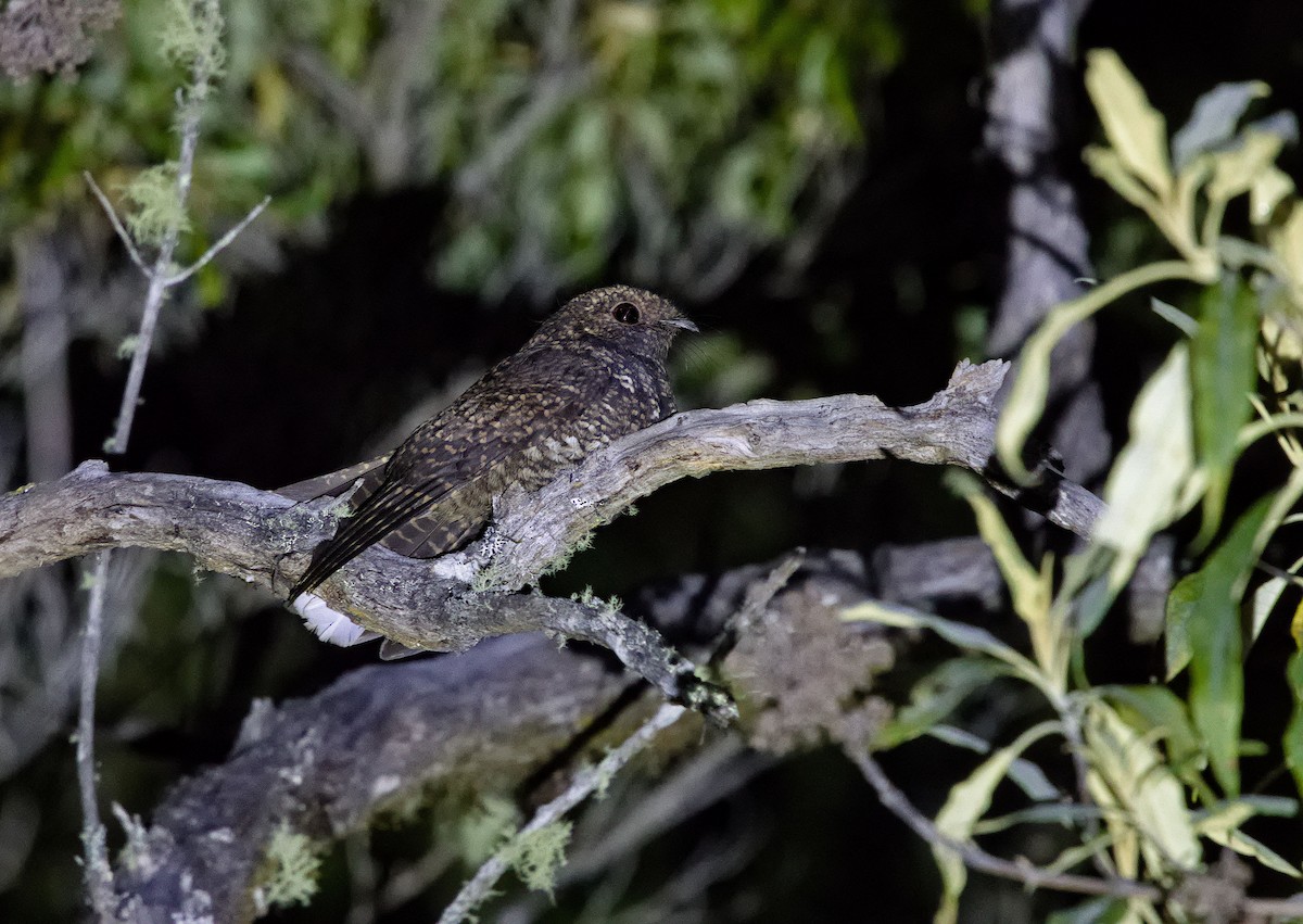 Dusky Nightjar - ML641635554
