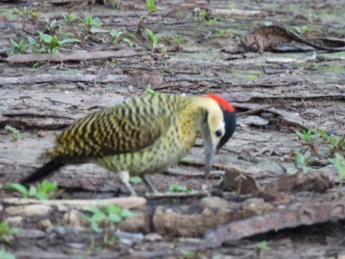 Green-barred Woodpecker - ML641635558