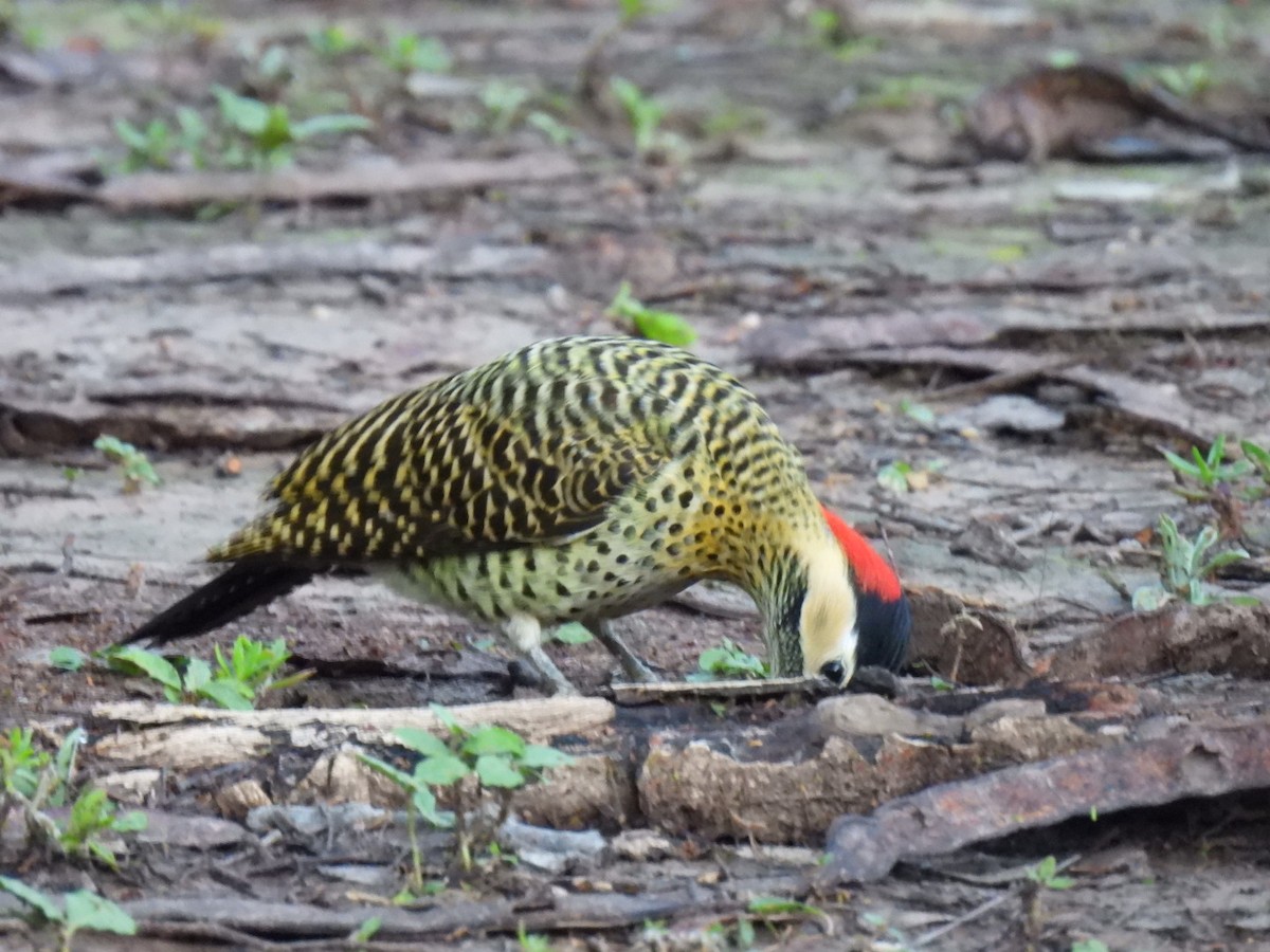 Green-barred Woodpecker - ML641635559